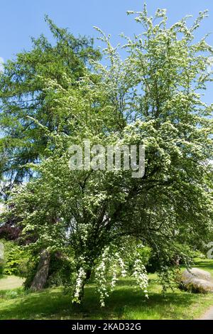 British Hawthorn, Crataegus Tree, floraison, printemps, saison Banque D'Images