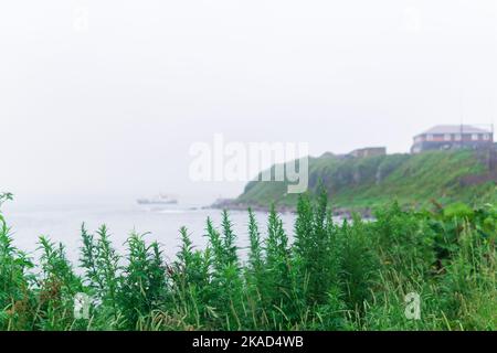 paysage de bord de mer flou, mise au point sur l'herbe proche Banque D'Images