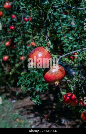 Les grenades mûres rouges poussent sur l'arbre de grenade dans le jardin Banque D'Images