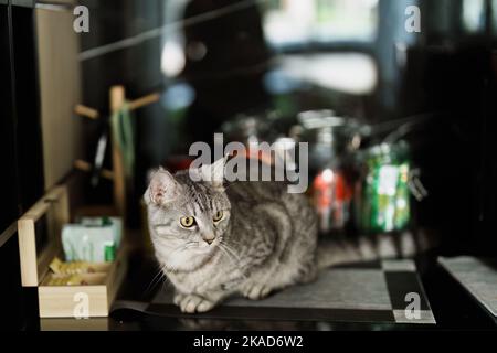 Un portrait d'un chat aimant avec des rayures brunes assis à une table Banque D'Images