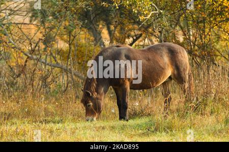 Poney Exmoor sauvage paissant librement dans un paysage de steppe, jour d'automne ensoleillé peu après le lever du soleil. Banque D'Images