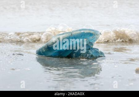 Méduses bleues sur la plage, lavées sur la rive Banque D'Images