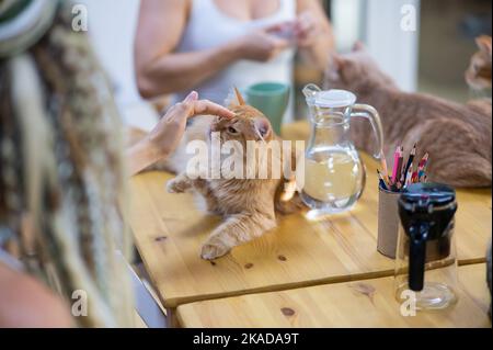 Deux femmes caucasiennes boivent du café dans un café pour chats. Banque D'Images