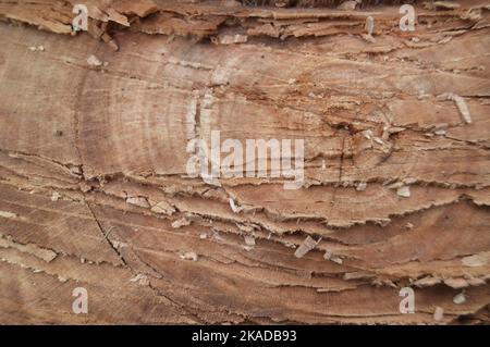 texture de l'arbre après l'abattage. arbre dans la forêt. Banque D'Images
