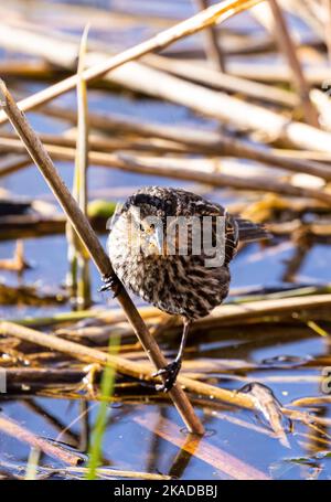 Photo macro verticale d'un blackbird femelle à aigree rouge (Agelaius phoeniceus) perché sur l'herbe dans l'eau Banque D'Images