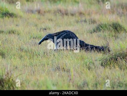 Une anteater géante (Myrmecophaga tridactyla) qui se trouve sur la prairie. Roraima, Brésil. Banque D'Images