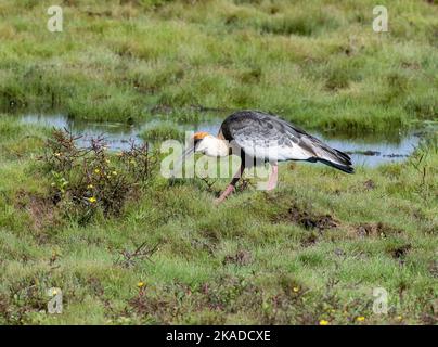 Un Ibis à col de Buff (Theristicus caudatus) fourragé dans le champ de graminées. Roraima, Brésil. Banque D'Images