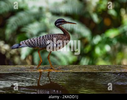 Un Sunbittern (Eurypyga hélias) marchant dans une crique. Tepequem, Etat de Roraima, Brésil. Banque D'Images