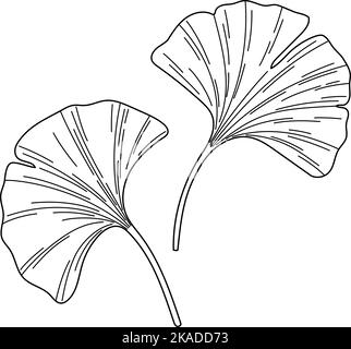 Le Ginkgo biloba laisse une esquisse vectorielle Illustration de Vecteur