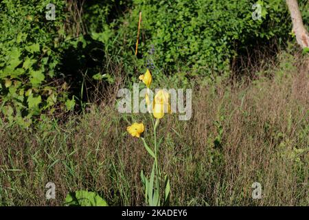 Une seule tige haute d'un iris barbu jaune, avec des fleurs et des bourgeons qui poussent admirissent de grandes herbes dans un champ du Wisconsin, aux États-Unis Banque D'Images