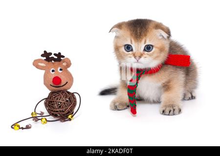 Petit chaton écossais dans un foulard rouge, isolé sur un fond blanc. Banque D'Images