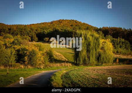 Paysage automnal avec Sleza Mountain, Pologne. Magnifique saule et chemin sinueux en premier plan. Banque D'Images