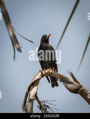 Photo verticale d'un oiseau noir commun perché sur un arbre Banque D'Images