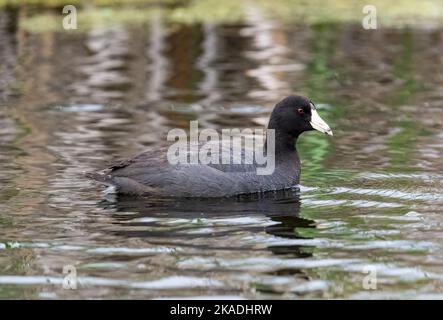 Un cliché sélectif de la nage du coot eurasien (Fulica atra) dans le lac Banque D'Images