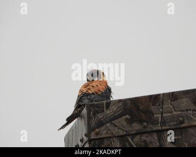 Un kestrel américain (Falco sparverius) également connu sous le nom de faucon d'arrow contre le ciel Banque D'Images