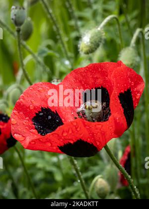 Fleurs de pavot rouge avec des taches noires (Papaver commutatum 'Ladybird') mouillées après la pluie, en fleurs dans le jardin. Banque D'Images