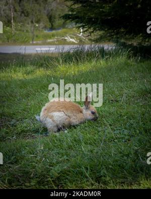 Lapin sauvage paître sur l'herbe dans le parc. Banque D'Images