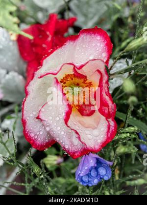 Un coquelicot blanc et rouge (Papaver rhoreas) fleur humide après la pluie, sur fond vert. Banque D'Images