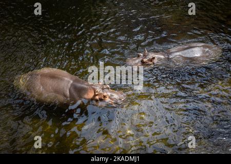 Deux hippopotames (Hippopotamus amphibius) nageant dans l'eau. Banque D'Images