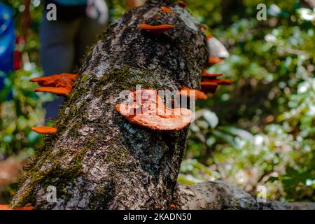 Un gros plan de la polypore cinnabare, Pycnoporus cinnabarinus sur le tronc. Mise au point peu profonde. Banque D'Images