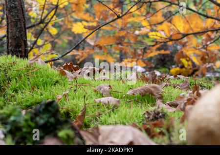 Herbe verte brillante avec des feuilles mortes en gros plan sur un fond flou de forêt d'automne par beau temps Banque D'Images