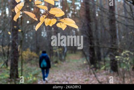 Feuilles jaune vif sur fond flou de forêt d'automne sombre avec silhouette floue de personne méconnaissable Banque D'Images