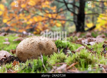 Gros plan sur les champignons Puffball sur fond flou de forêt d'automne par beau temps Banque D'Images