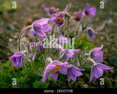 Fleurs pasque pourpres (Pulsatilla tatewakii) , floraison au printemps, arrière-plan flou. Banque D'Images