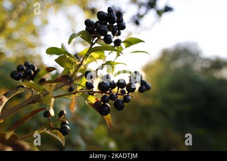 Un gros plan de privet commun violet sur les branches contre un arrière-plan flou Banque D'Images