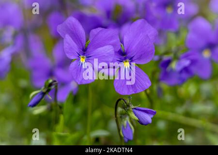 Gros plan de fleurs violettes (Viola valderia) violettes fleuries au printemps. Banque D'Images