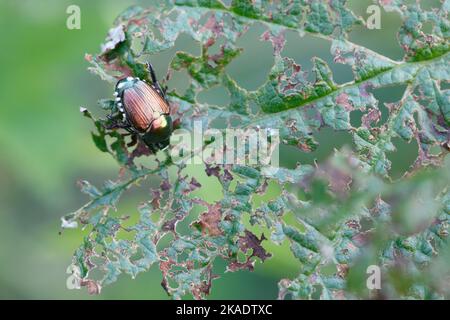 Coléoptère japonais (Popillia japonica) sur une feuille verte endommagée à Piemont, en Italie Banque D'Images