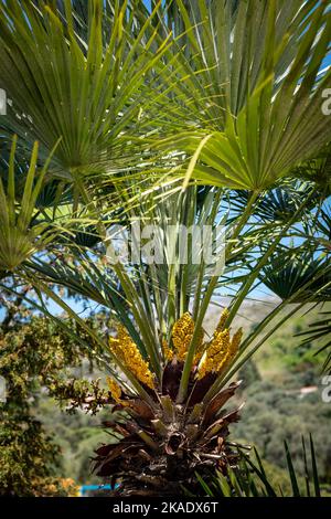 Fleurs jaunes et feuilles vertes de l'arbre de palmier Trachycarpus en tant que fond tropical naturel. Banque D'Images