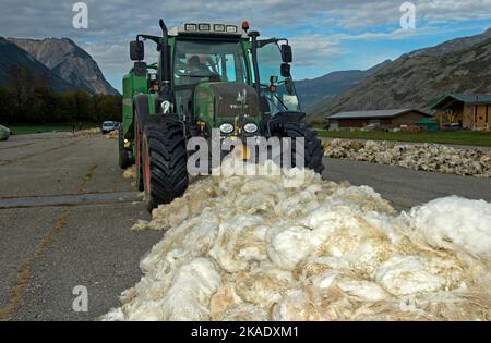 Tracteur avec presse à balles rondes collectant de la laine de mouton, point de collecte de Swisswool pour la laine vierge de mouton noir Valais , Turtmann, Valais, Suissela Banque D'Images