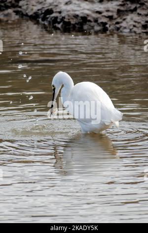 Un peu d'aigrette se nourrissant de crevettes au marais de Pitchwell, Norfolk, Angleterre Banque D'Images