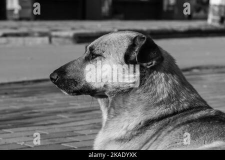 Gros chien en gros plan reposant sur le trottoir de la zone piétonne. Image en noir et blanc Banque D'Images