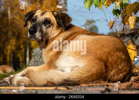 Gros vieux chien rouge en gros plan reposant sur le trottoir de la zone piétonne Banque D'Images