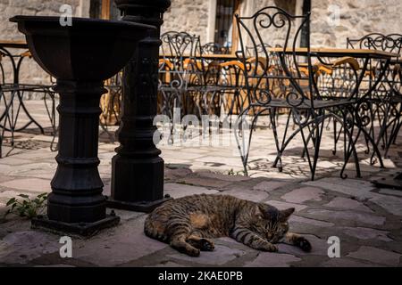 Un chat brun qui dormait sur un pavé de pierre dans la rue de la vieille ville de Kotor, au Monténégro. Tables et chaises vides d'un café, vieilles maisons en pierre. Banque D'Images