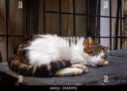 Un chat brun et blanc dormant sur un mur de pierre dans la vieille ville de Kotor, au Monténégro. Banque D'Images