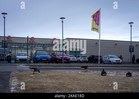 Reykjavik, Islande - 22 mars 2022 : quatre oies dans la rue en face du magasin de nourriture Bonus. Banque D'Images