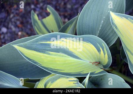 Feuilles de Hosta 'June' (plantain Lily) vertes/jaunes cultivées à RHS Garden Rosemoor, Torrington, Devon, Angleterre, Royaume-Uni. Banque D'Images