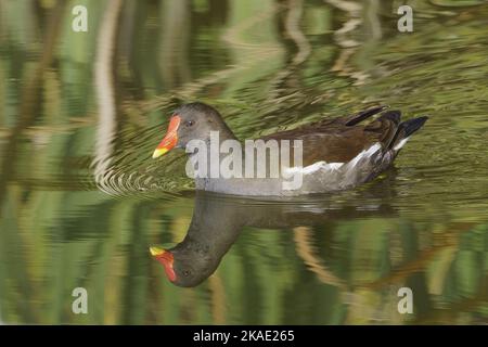 Le moorhen commun nage dans un petit lac tranquille, spécimen de waterhen, Gallinula chloropus; Rallidae Banque D'Images