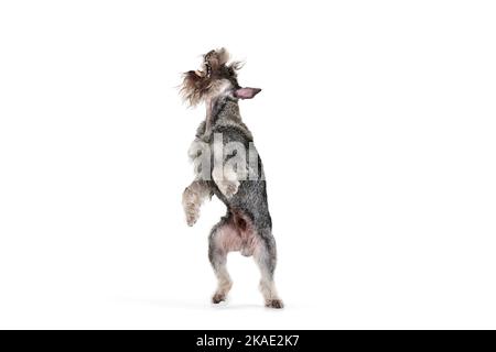 Studio de photo de mignon chien de couleur gris mittelschnauzer se tient sur les pattes arrière isolées sur fond blanc. Animaux, animaux, soins, beauté et publicité Banque D'Images