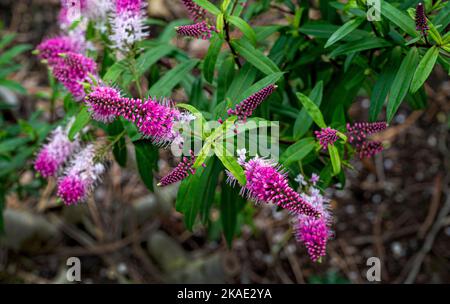 Hebe Grand Orme, Plantaginaceae. Fleurs roses et blanches et feuilles vertes brillantes. Banque D'Images