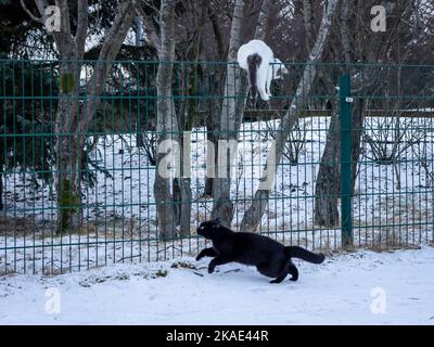 Un chat noir pourchassant un chat blanc grimpant la clôture. Jour d'hiver enneigé, pas de personnes. Banque D'Images