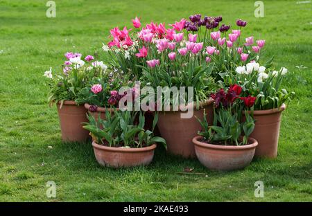 Exposition colorée de tulipes tulipa dans des pots en pleine fleur Staffordshire Angleterre Royaume-Uni Banque D'Images