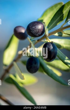 Olives mûres poussant sur la vigne le jour ensoleillé Banque D'Images