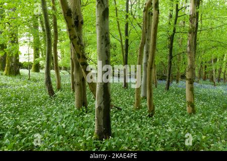 Ail sauvage (Allium ursinum) ou Ramsons en fleur dans le bois long, une forêt à feuilles larges dans les collines de Mendip, Somerset, Angleterre. Banque D'Images