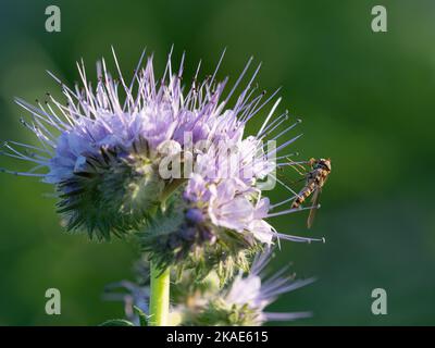 Survoler la récolte verte Phacelia Bloom Banque D'Images