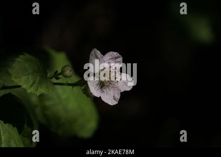 Gros plan d'une fleur de la blackberry arménienne (Rubus armeniacus) sur fond sombre et flou Banque D'Images