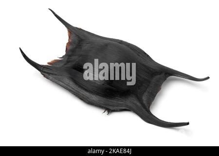 Caisse à œuf unique d'un patin isolé sur fond blanc Banque D'Images